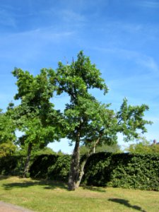 20120817Eiche_Hockenheim05