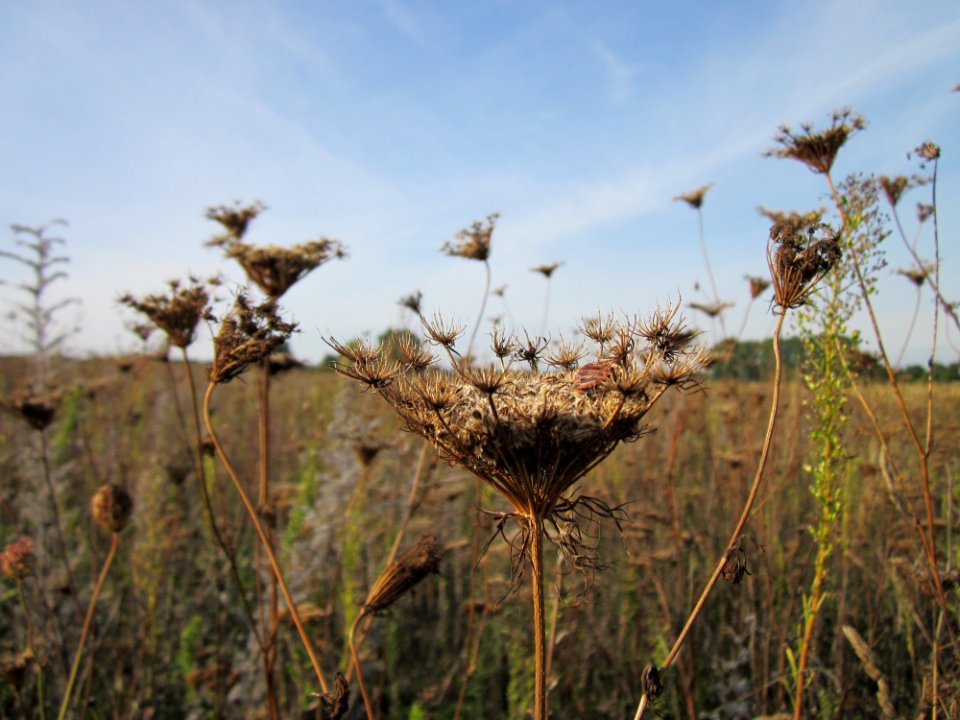 20120920Wilde_Moehre_Hockenheim6
