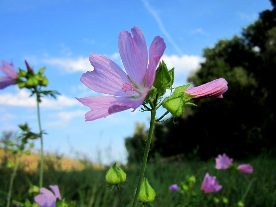 20120909Malve_Rheinauen3