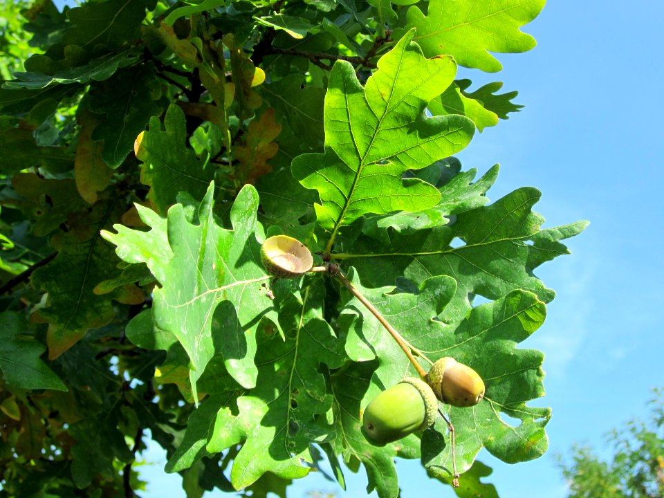 20120817Eiche_Hockenheim08