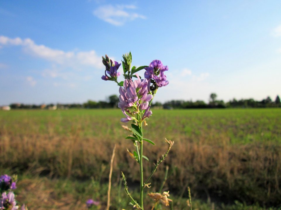 20120909Medicago_×_varia2