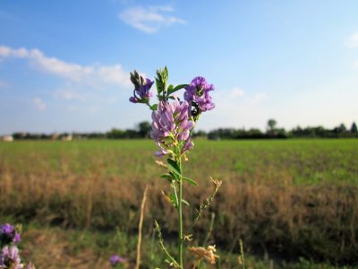 20120909Medicago_×_varia2
