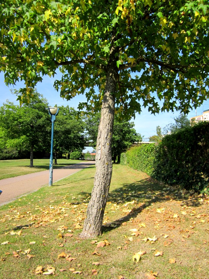 20120817Amberbaum_Hockenheim2