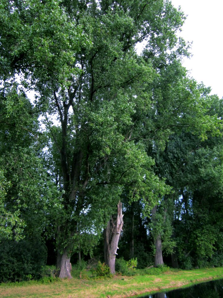 20120921Alter_Kraichbach_hinter_den_Bergen7