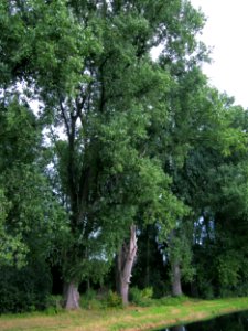 20120921Alter_Kraichbach_hinter_den_Bergen7