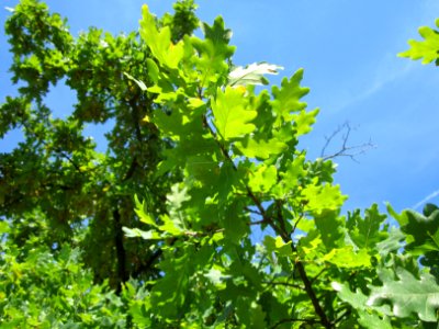 20120817Eiche_Hockenheim11