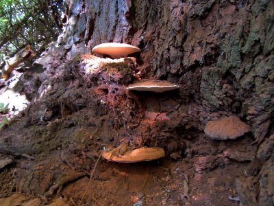 20120908Baumpilz_Altlussheim2