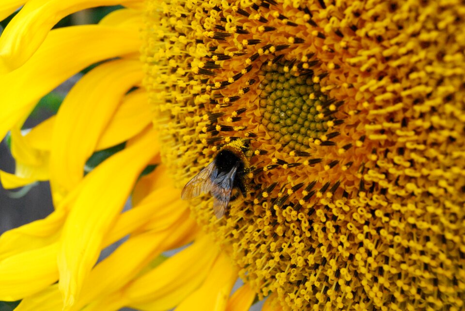 Summer flower yellow
