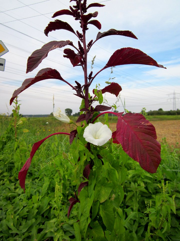 20120921Zaunwinde_Fuchsschwanz_Hockenheim1