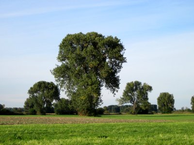 20120920Schwarzpappel_Hockenheim03