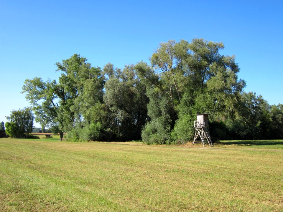20120907Silberweide_Silz2