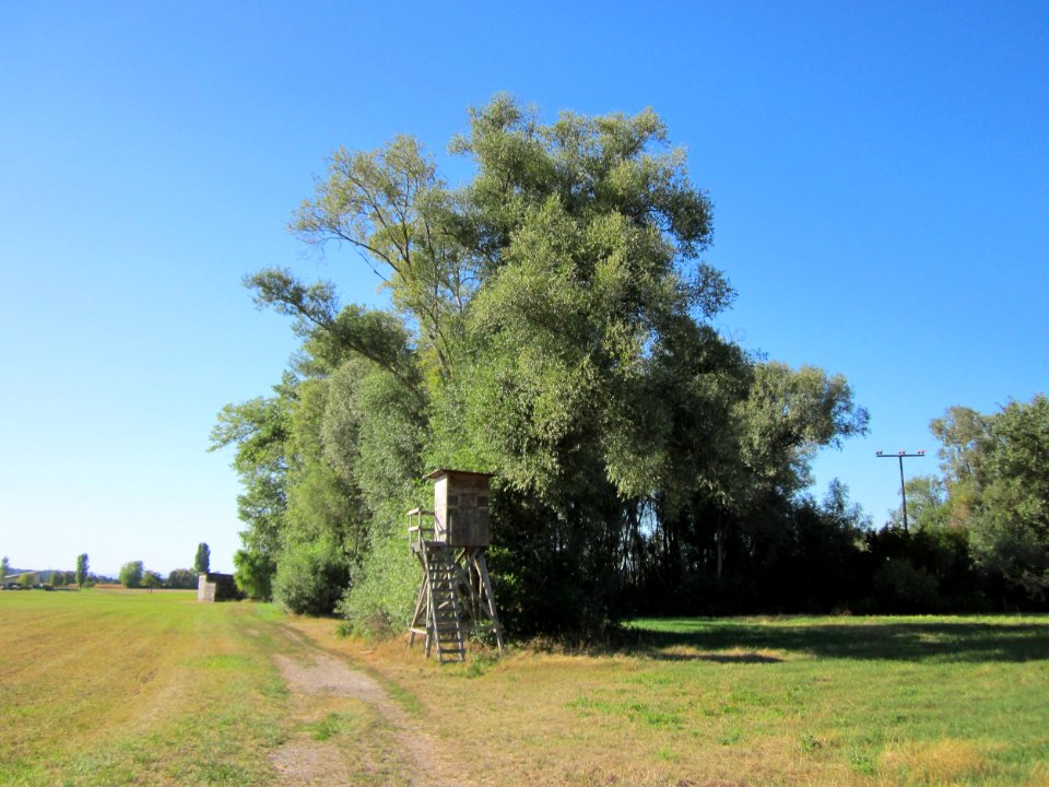 20120907Silberweide_Silz3