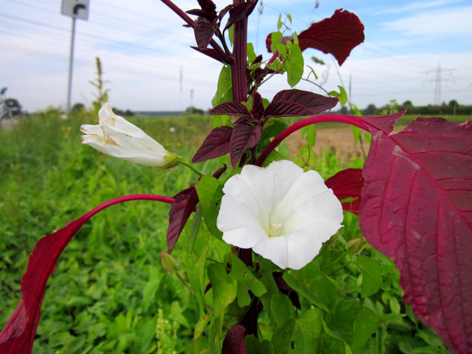 20120921Zaunwinde_Fuchsschwanz_Hockenheim2