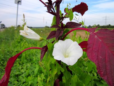 20120921Zaunwinde_Fuchsschwanz_Hockenheim2
