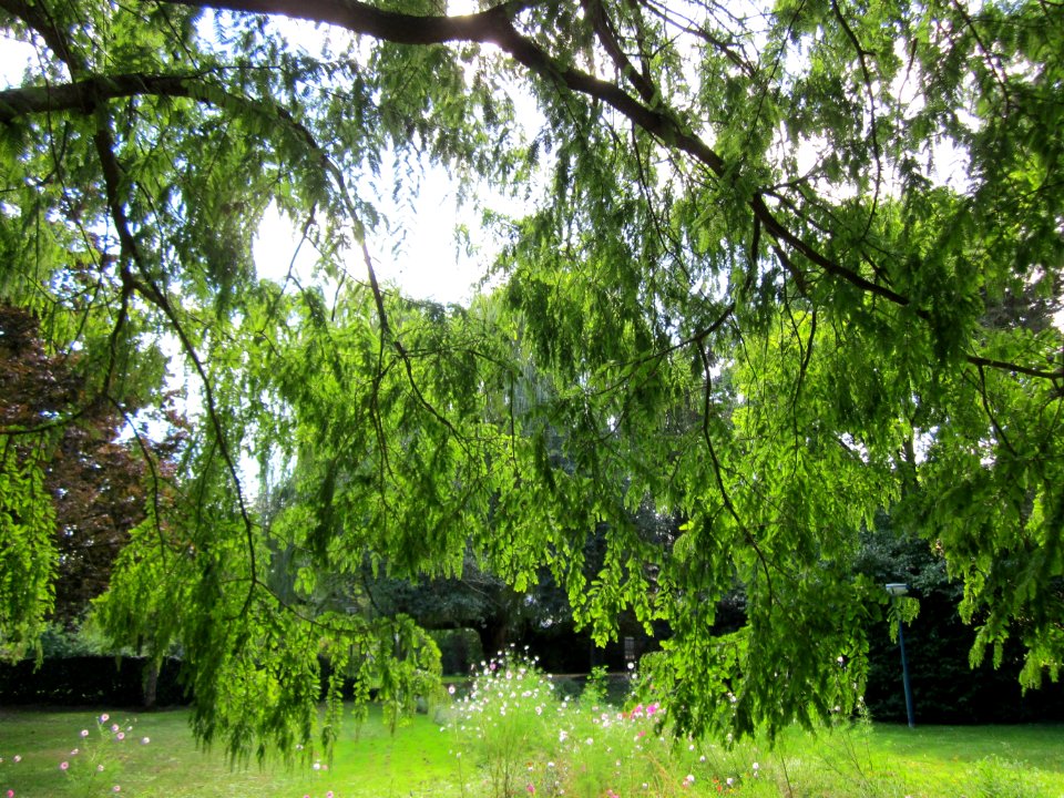20120919Urweltmammutbaum_Hockenheim06