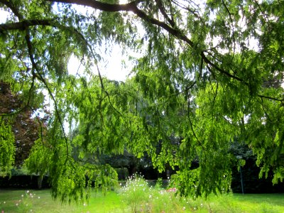 20120919Urweltmammutbaum_Hockenheim06