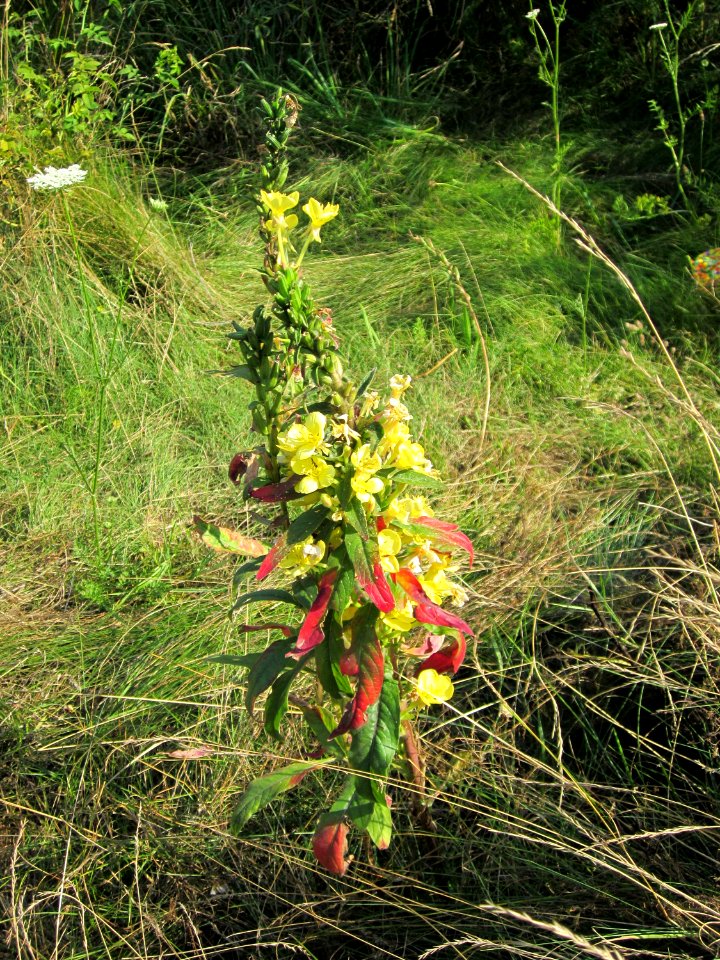 20120726Oenothera_biennis3