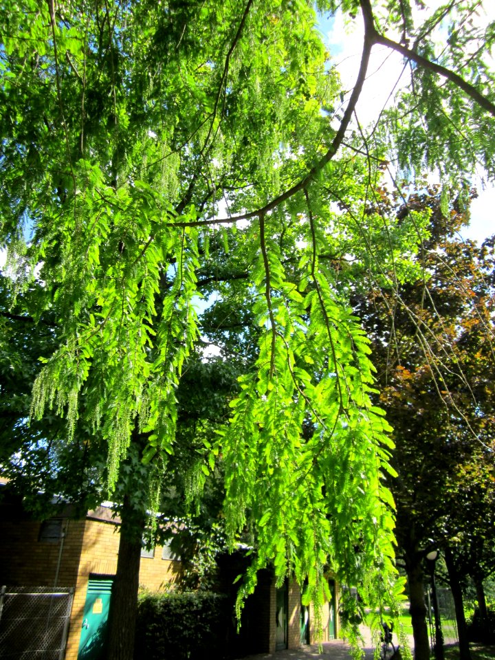 20120919Urweltmammutbaum_Hockenheim09