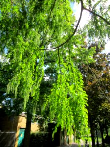 20120919Urweltmammutbaum_Hockenheim09