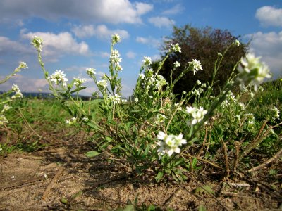 20120922Berteroa_incana2