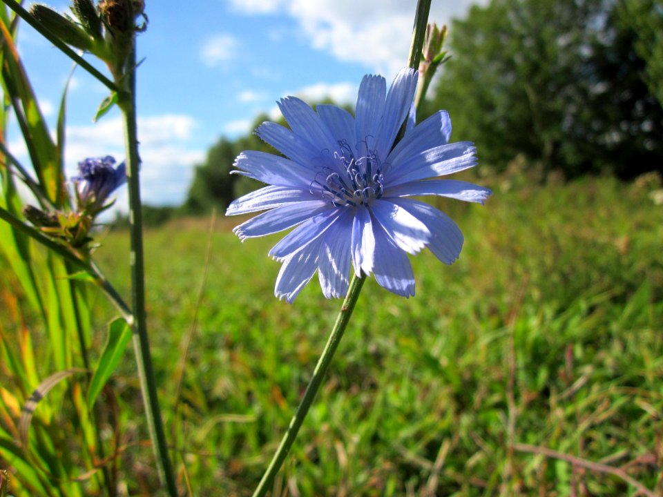 20120919Wegwarte_Hockenheim2