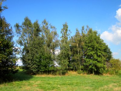 20120922Betula_pendula