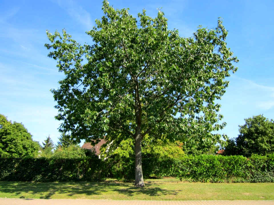 20120817Eiche_Hockenheim04