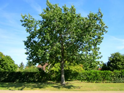 20120817Eiche_Hockenheim04