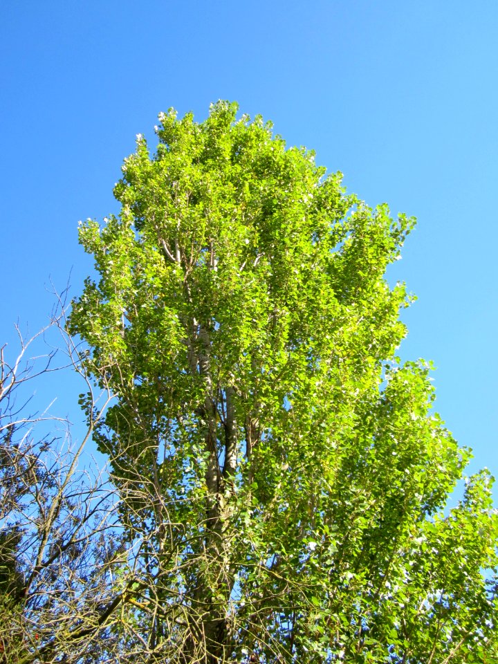 20120919Schwarzpappel_Hockenheim2