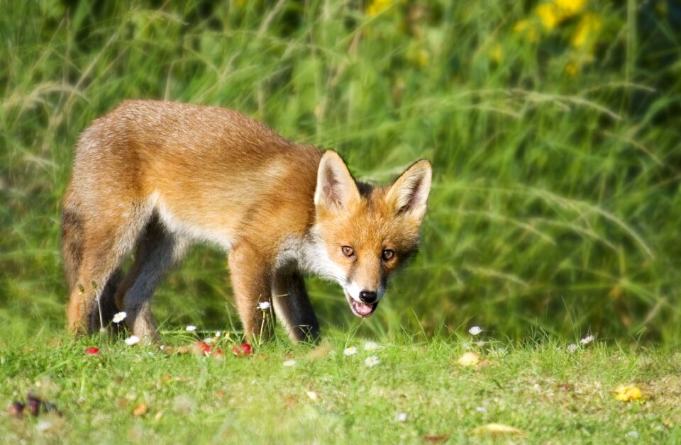 Nature red fur