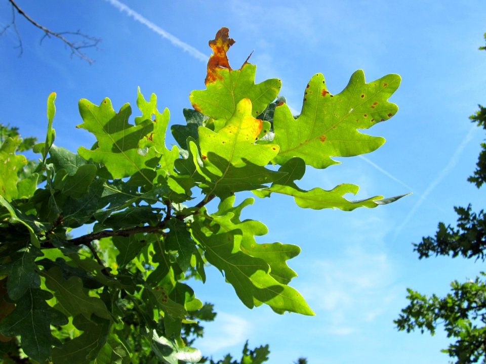 20120817Eiche_Hockenheim10