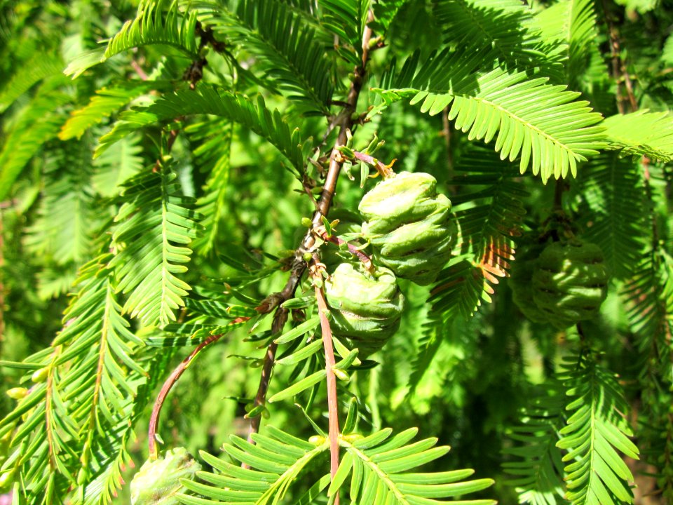 20120919Urweltmammutbaum_Hockenheim11