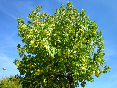 20120817Amberbaum_Hockenheim3