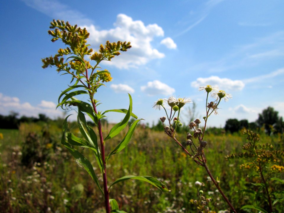 20120813Solidago_canadensis1