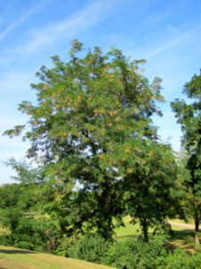 20120817Robinie_Hockenheim07
