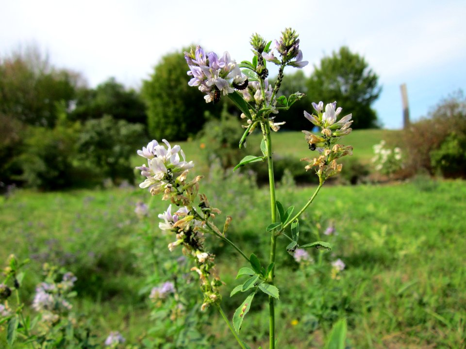 20120918Medicago_×_varia5
