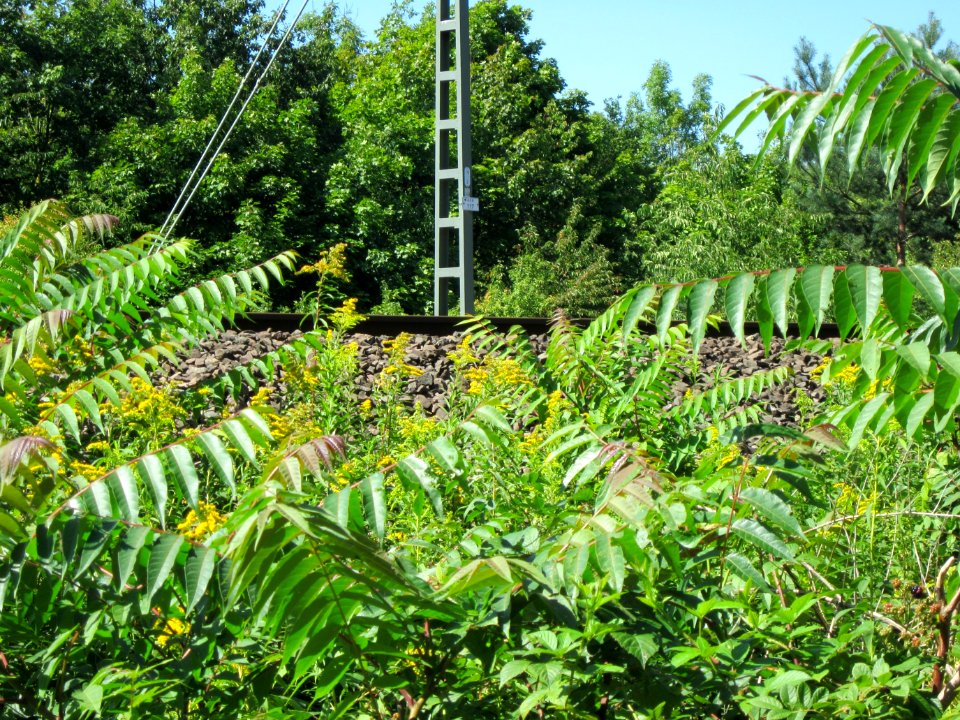 20120801Solidago_canadensis5