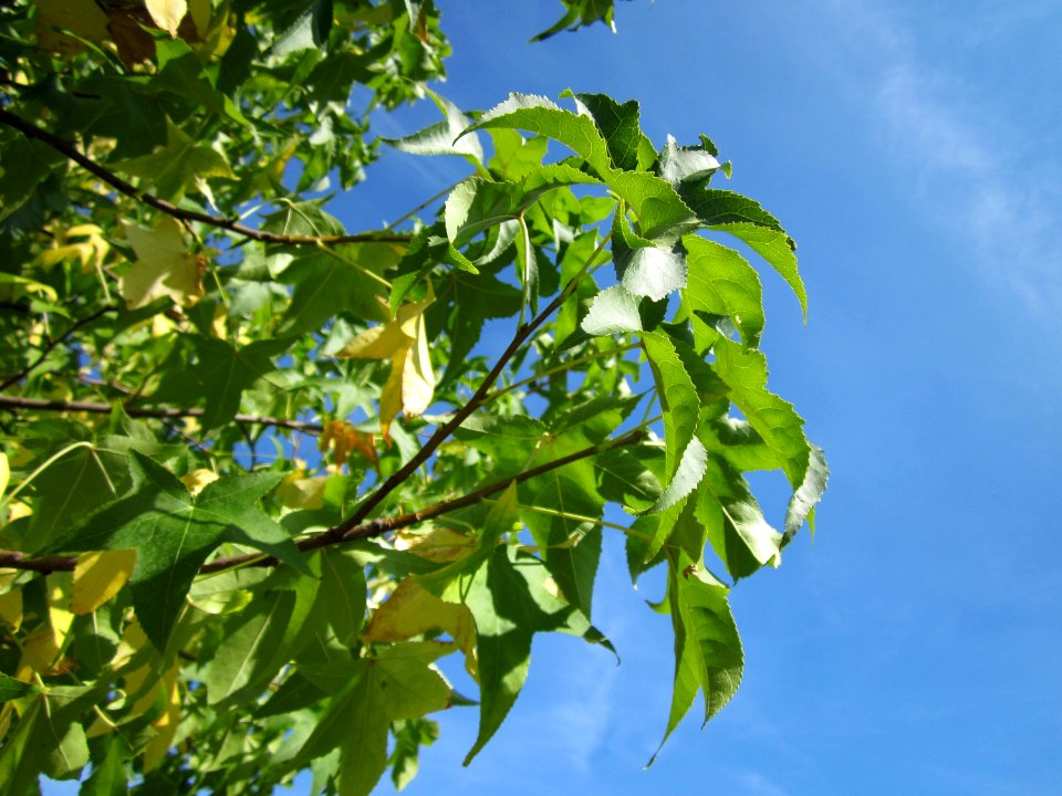 20120817Amberbaum_Hockenheim4