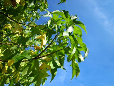 20120817Amberbaum_Hockenheim4