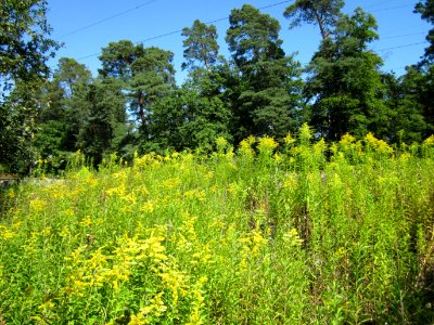 20120801Solidago_canadensis8