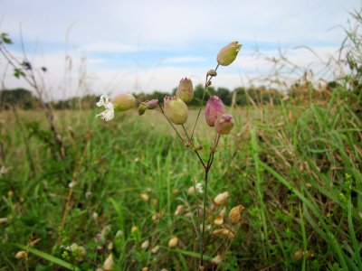 20120921Silene_vulgaris