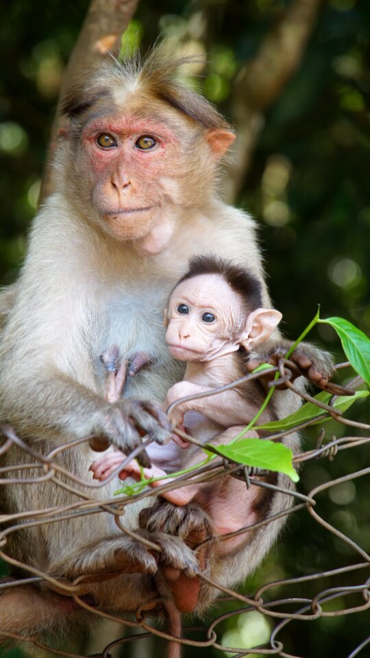 Mother life little
