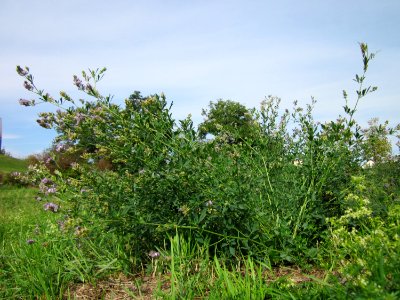 20120918Medicago_×_varia3