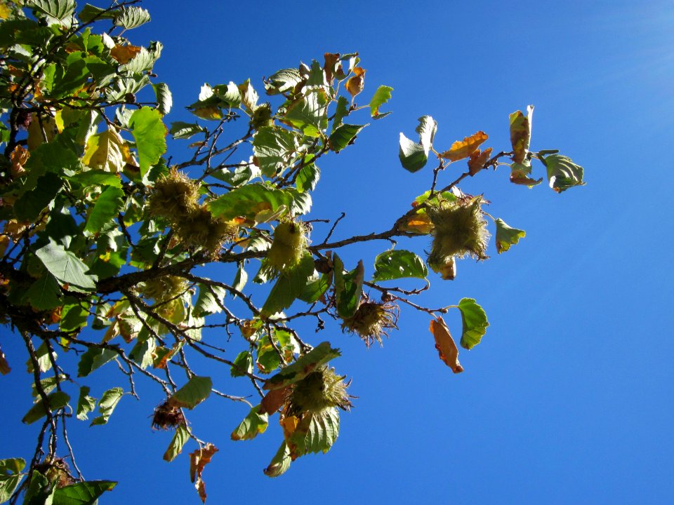 20120818Baumhasel_Hockenheim06
