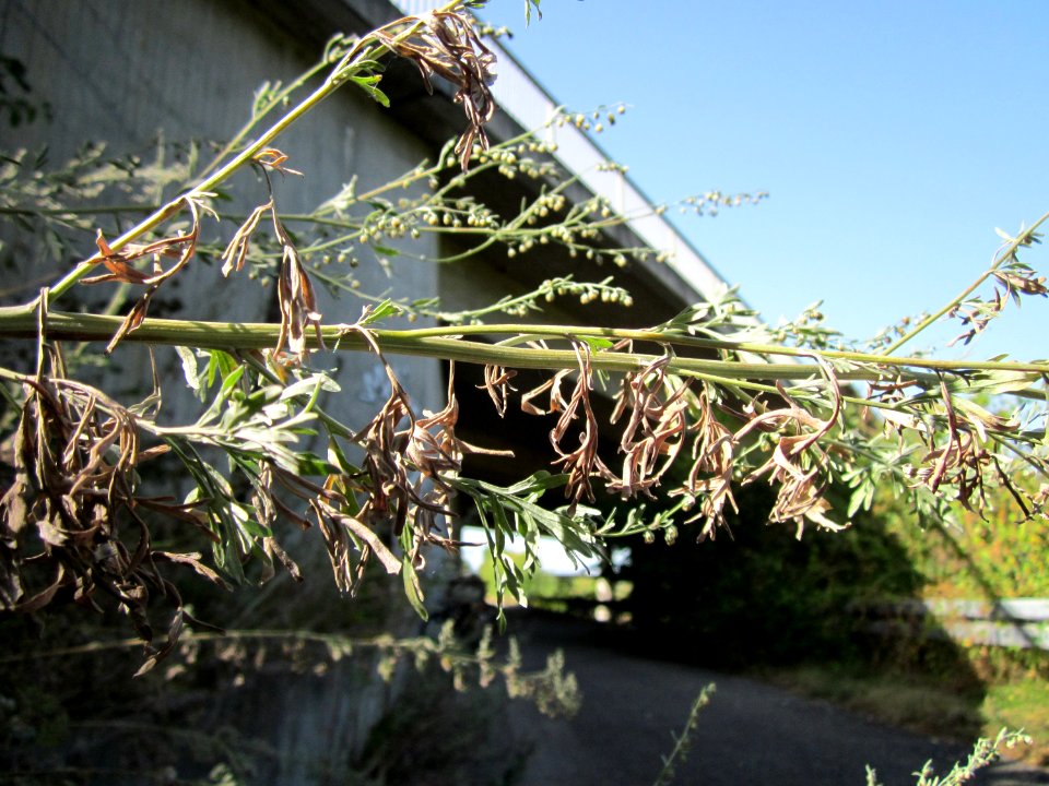 20120819Artemisia_vulgaris1