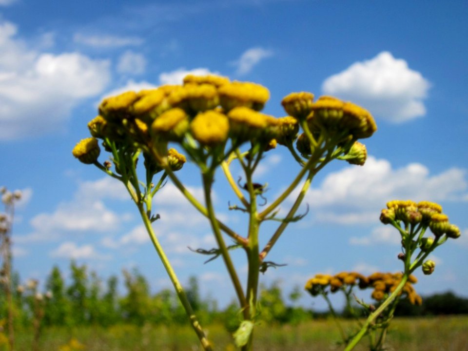20120813Tanacetum_vulgare2