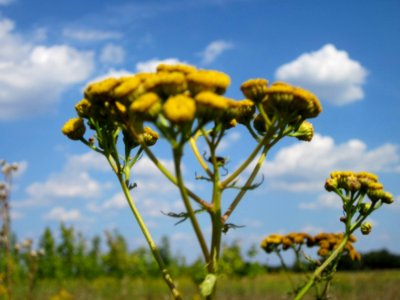 20120813Tanacetum_vulgare2