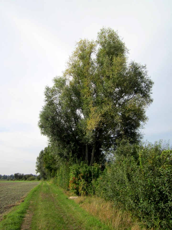 20120921Silberweide_Hockenheim1