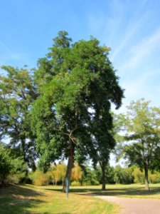 20120817Robinie_Hockenheim11