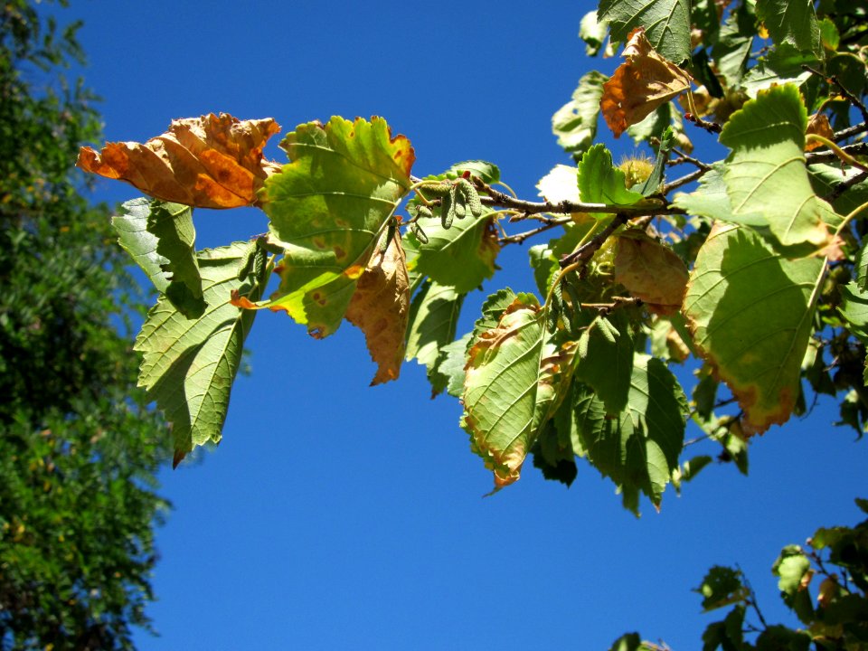 20120818Baumhasel_Hockenheim04